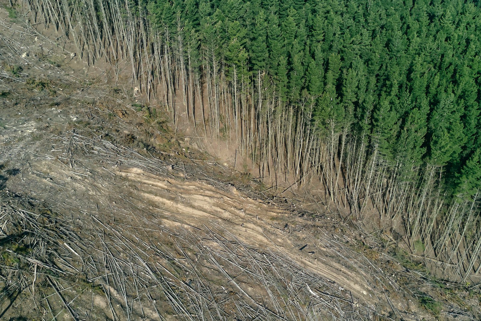 Why Deforestation is a Critical Component of ESG Risk Management